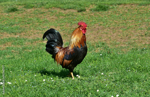 Cock standing in a open field