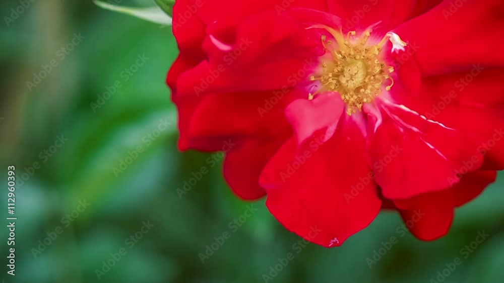 Beautiful red rose close-up slow moving in wind. 4K 3840 x 2160 ultra high definition footage Beautiful red rose close-up slow moving in wind. 4K 3840 x 2160 ultra high definition footage