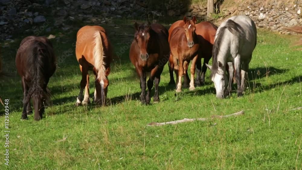 Horses grazing in freedom, in the green meadow of the Pyrenees of Catalonia (SPAIN),in the light of sunset. Horses grazing in freedom, in the green meadow of the Pyrenees of Catalonia (SPAIN),in the light of sunset.
