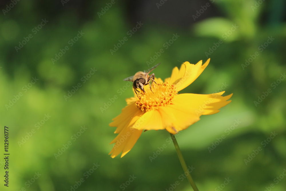 coreopsis. in the garden, one bee collects nectar coreopsis. in the garden, one bee collects nectar