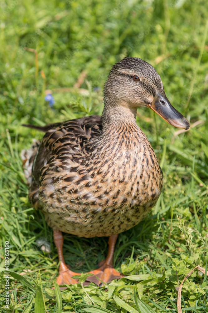 weibliche Stockente (Anas platyrhynchos) weibliche Stockente (Anas platyrhynchos)
