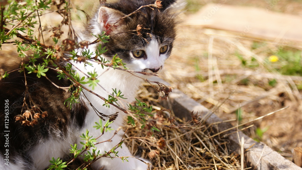 Котенок под кустом