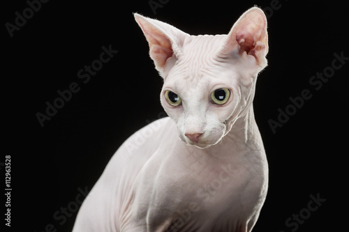 Close-up of Sphynx hairless cat looking away against black background