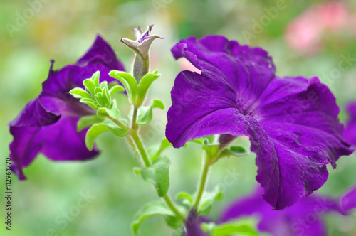 Fototapeta Naklejka Na Ścianę i Meble -  Beautiful Violet Petunia Flowers in Garden
