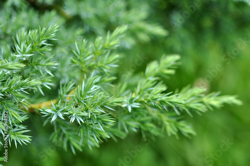 Evergreen Juniper Background