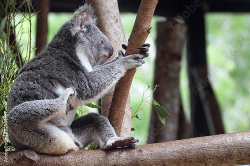 Photography Koala (Phascolarctos cinereus)