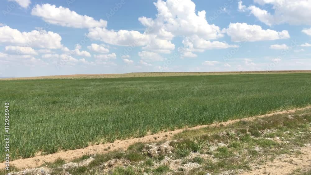 Wheat field and countryside scenery Wheat field and countryside scenery