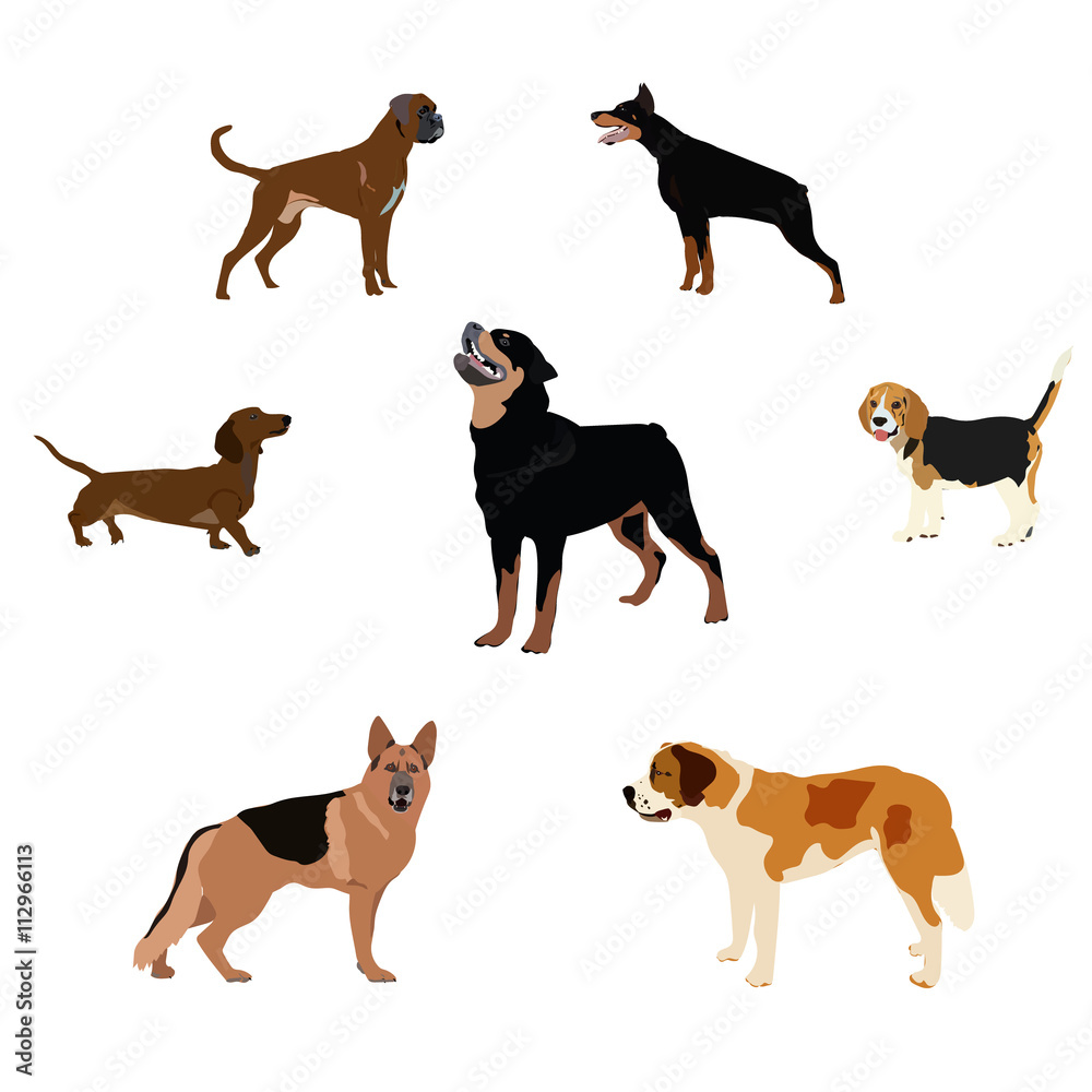 Dogs breed set with bull terrier boxer poodle isolated vector
