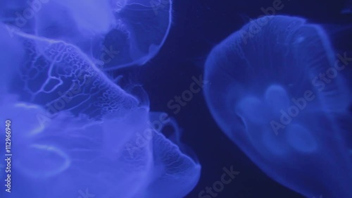 Beautiful close up symmetric shot of blue transparent and glowing moon  jellyfish peacefully swimming in the dark water of the ocean, under sea or in aquarium.  photo