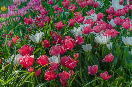 Thickets of white and pink tulips in the garden