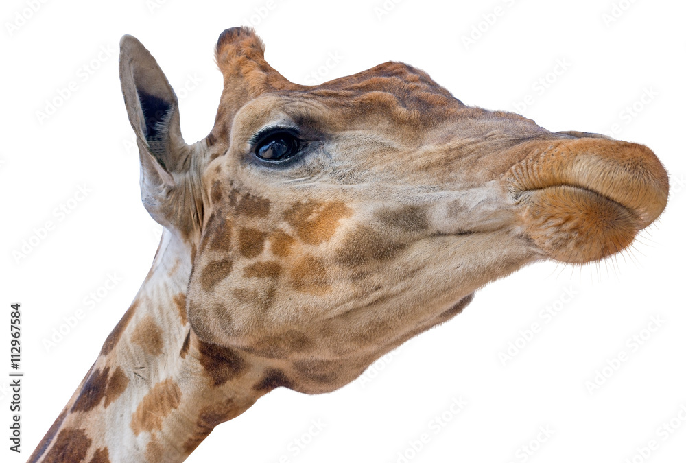 Naklejka premium Giraffe head face