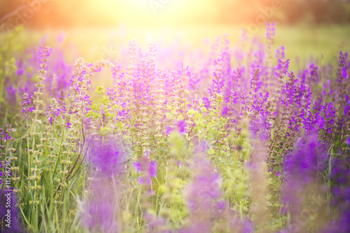 Fototapeta Naklejka Na Ścianę i Meble -  purple wildflowers