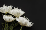 White chrysanthemum on a blackboard