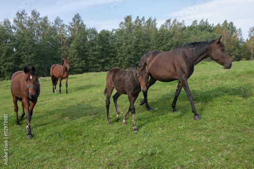 Brown horses on pasture in the natural environment