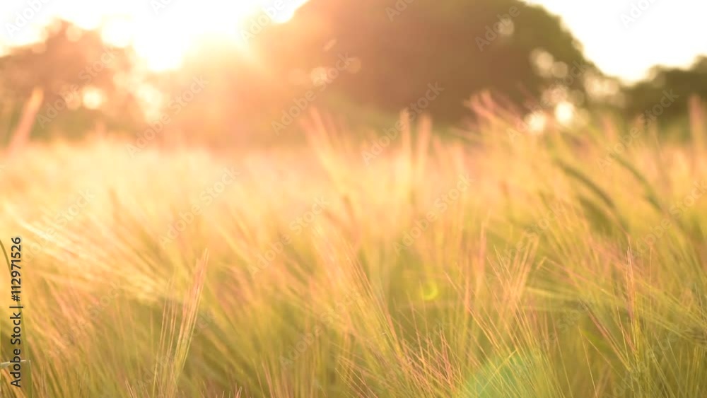 Field of wheat in the Beautiful late evening sunshine - Wheat Field