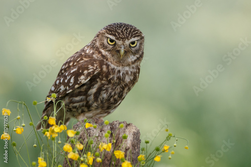Little owl in nature