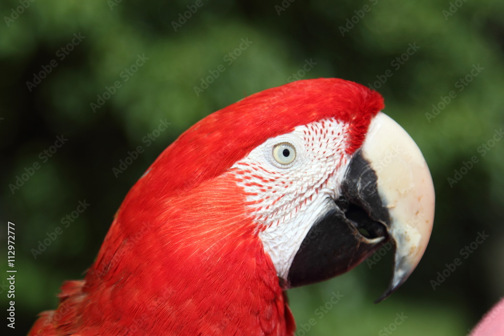 Parrot ARA