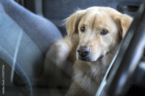 Fototapeta Naklejka Na Ścianę i Meble -  The dog wait owner in car