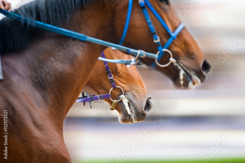 horses heads detail on a racetrack