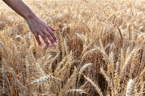 Hand in a golden wheat field