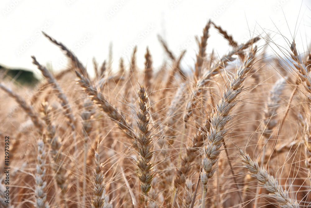Obraz premium Golden wheat field