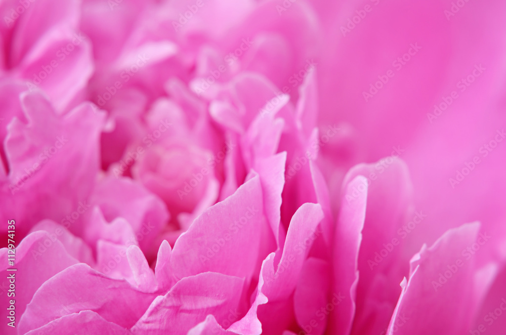 Closeup of pink peony