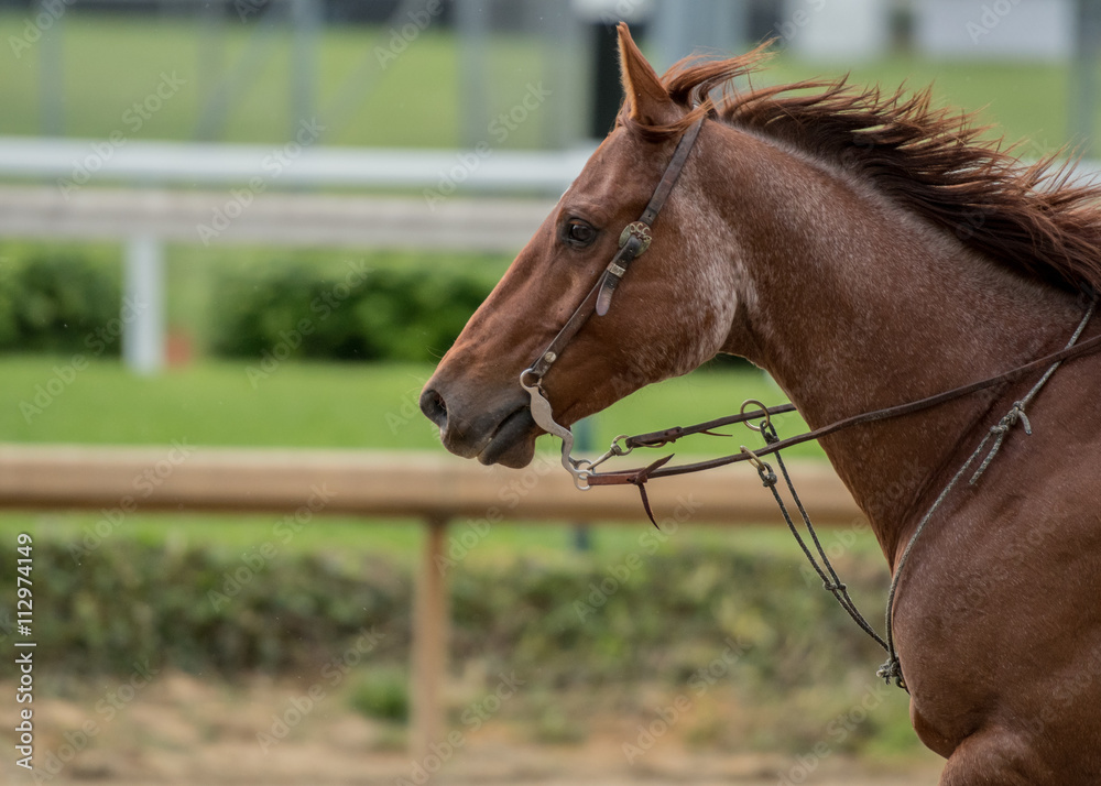 Mane Blowing in the Wind