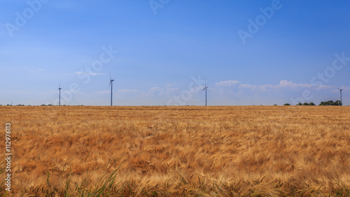 Field of wheat near a wind farm
