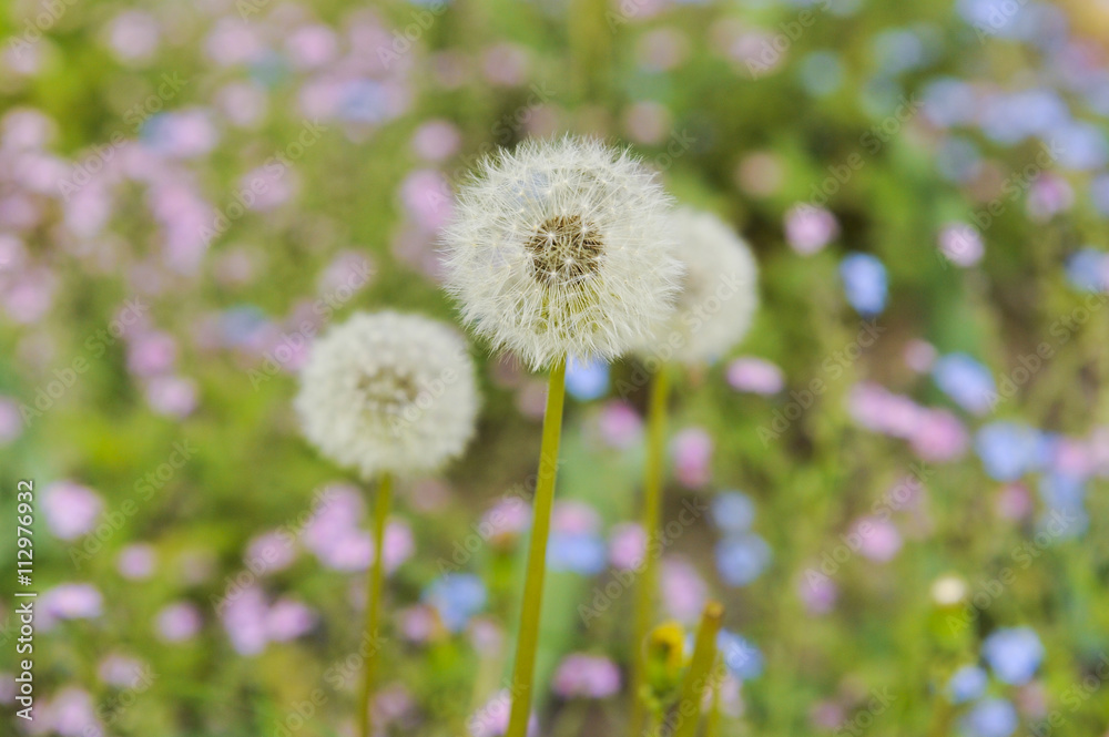 Dandelion Dandelion