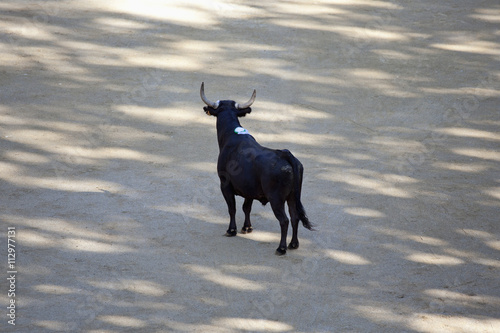 A bull in an arena photo