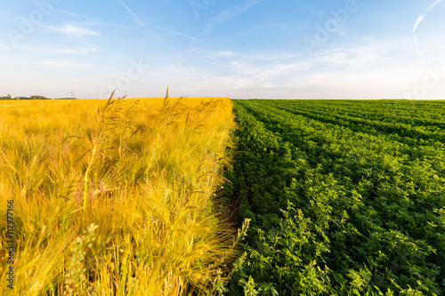 Wheat fields in Kittsee, Austria photo