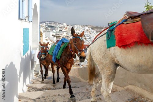 Donkeys for riding in the city Fira.