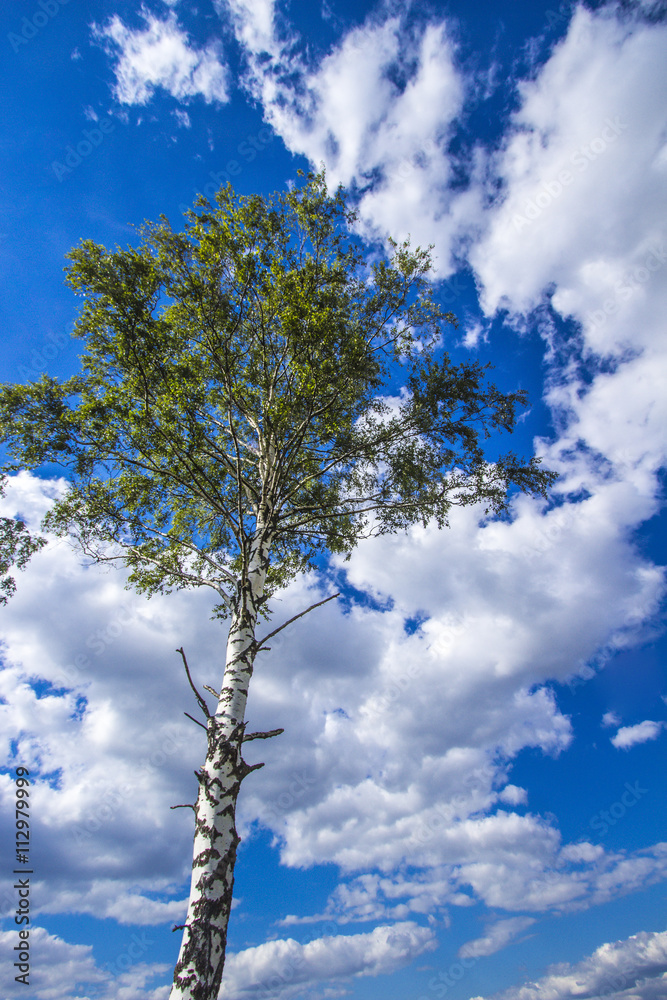 birch with green leafs and nice cloud sky birch with green leafs and nice cloud sky