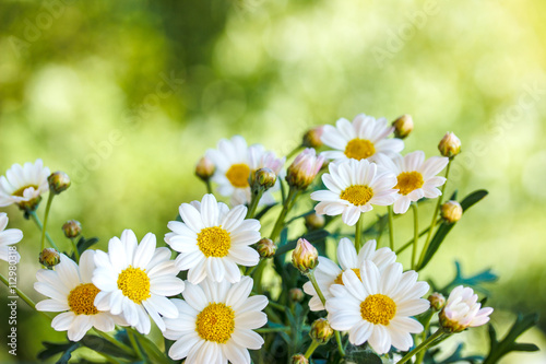 Chamomile flowers in summer blurred background