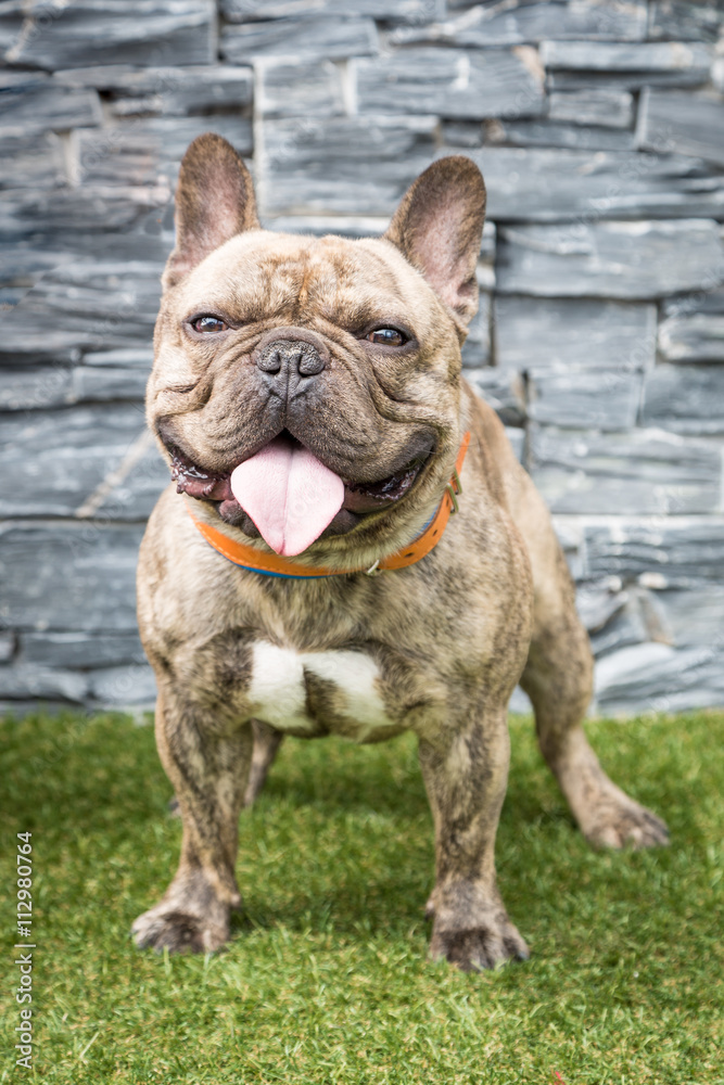 Dog Portrait Dog Portrait