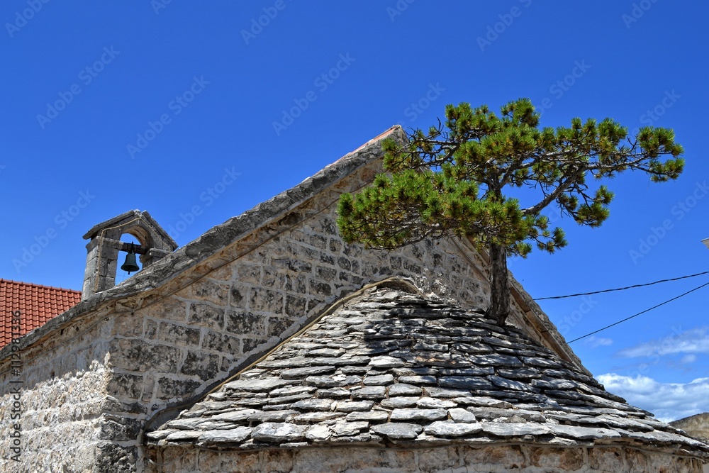 Pine tree on the chapel roof