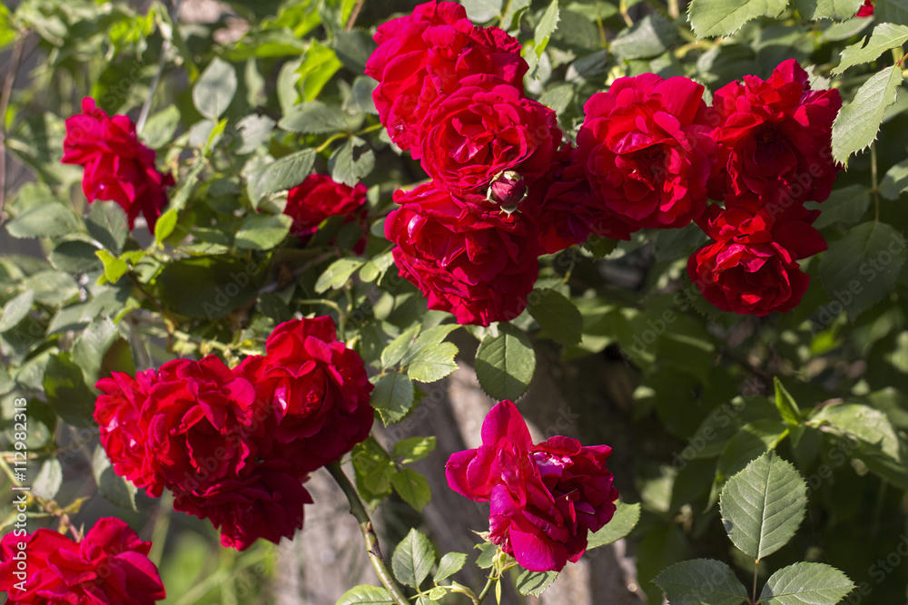 Climbing roses beautiful summer evening background