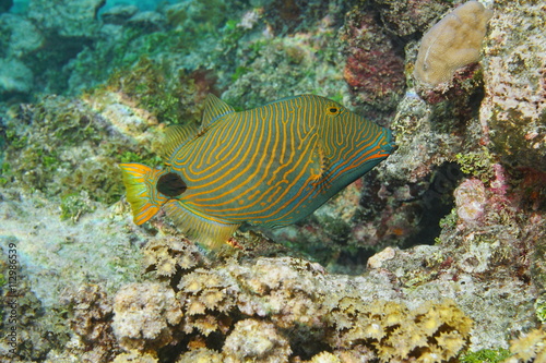 Colorful tropical fish orange-lined triggerfish  Balistapus undulatus  Pacific ocean  underwater in the lagoon of Huahine island  French Polynesia