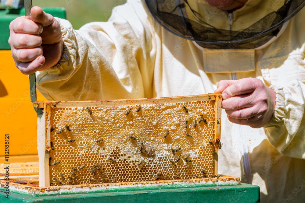 Imker entnimmt eine gefüllte Honigwabe aus dem Bienenstock der ...