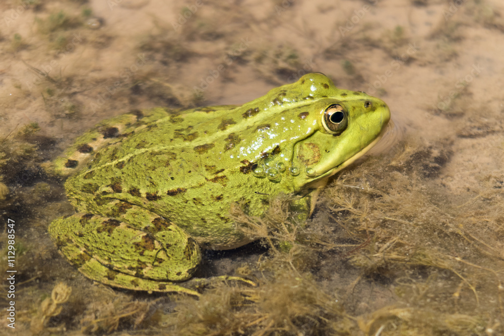 Common frog. Found in the oasis of Fint , Morocco. Common frog. Found in the oasis of Fint , Morocco.