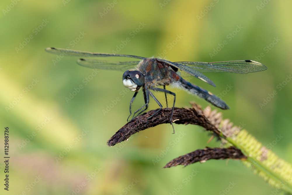Große Moosjungfer (Leucorrhinia pectoralis) Männchen auf Schilfgras am Tümpel Große Moosjungfer (Leucorrhinia pectoralis) Männchen auf Schilfgras am Tümpel
