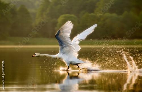 The swan starting in sunset light on lake in Mazuras, Poland