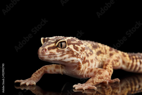 Closeup Leopard Gecko Eublepharis macularius Isolated on Black Background, front view