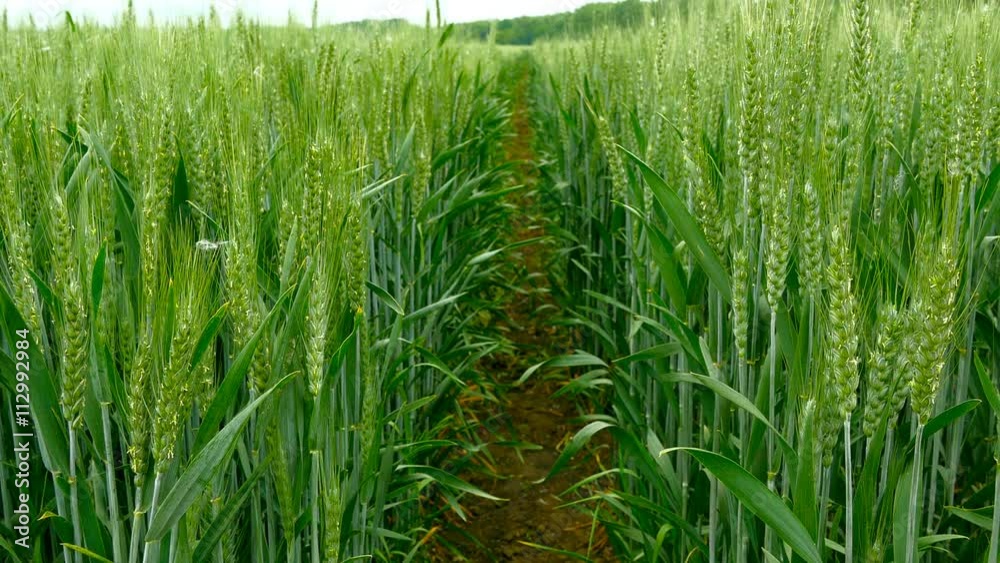 Panning shot of a green field of wheat. Panning shot of a green field of wheat.