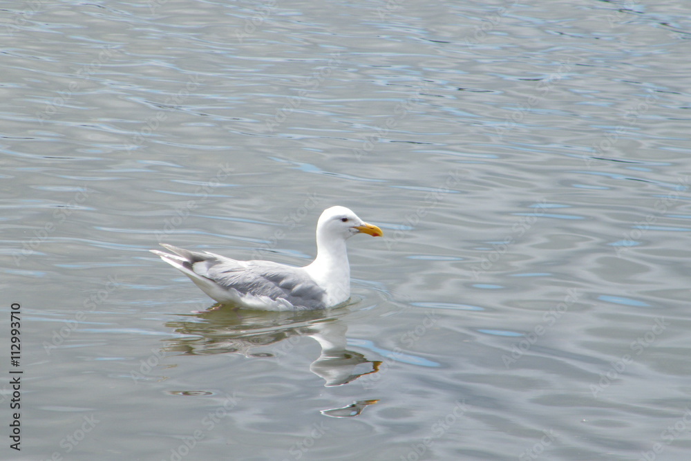 Seagull swimming with reflection