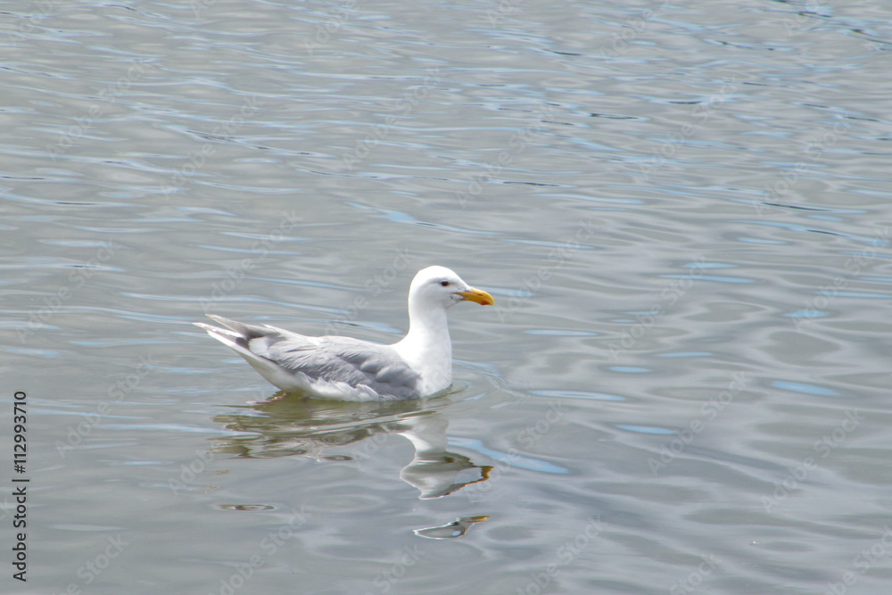 Seagull swimming with reflection Seagull swimming with reflection