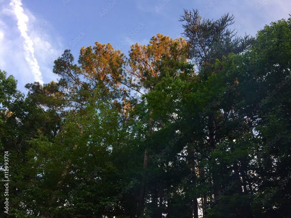 Obraz premium Pine trees at dusk