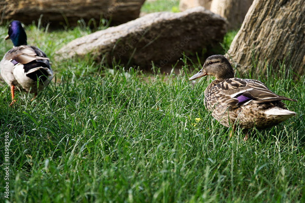 Obraz premium Kaczki na trawie
