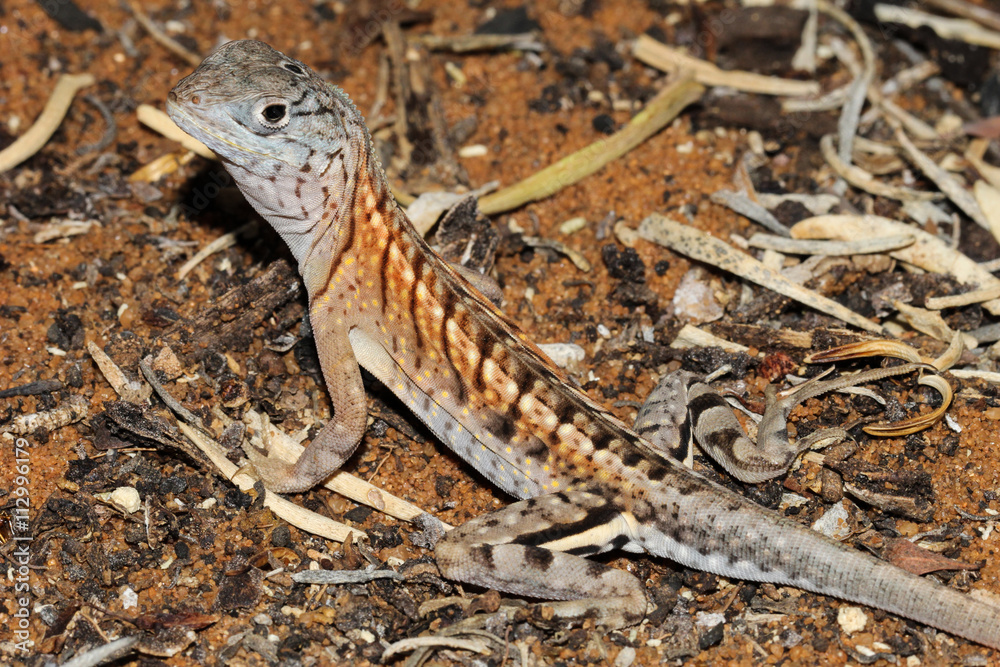 Fototapeta premium Chalarodon madagascariensis is a species of Malagasy terrestrial iguanian lizard native to western, southern, and south eastern Madagascar.