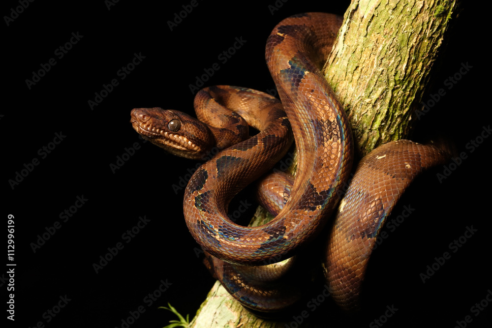 Obraz premium Corallus annulatus blombergi is a non-venomous Boinae subspecies found in Pacific Ecuador.